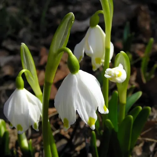 Śnieżyca wiosenna