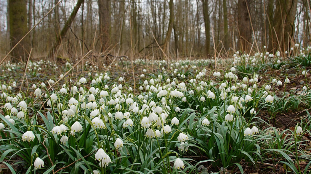 Śnieżyca wiosenna, fot. ivabalk - Pixabay