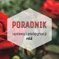 Róże do ogrodu: poradnik uprawy i pielęgnacji