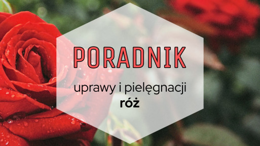 Róże do ogrodu: poradnik uprawy i pielęgnacji