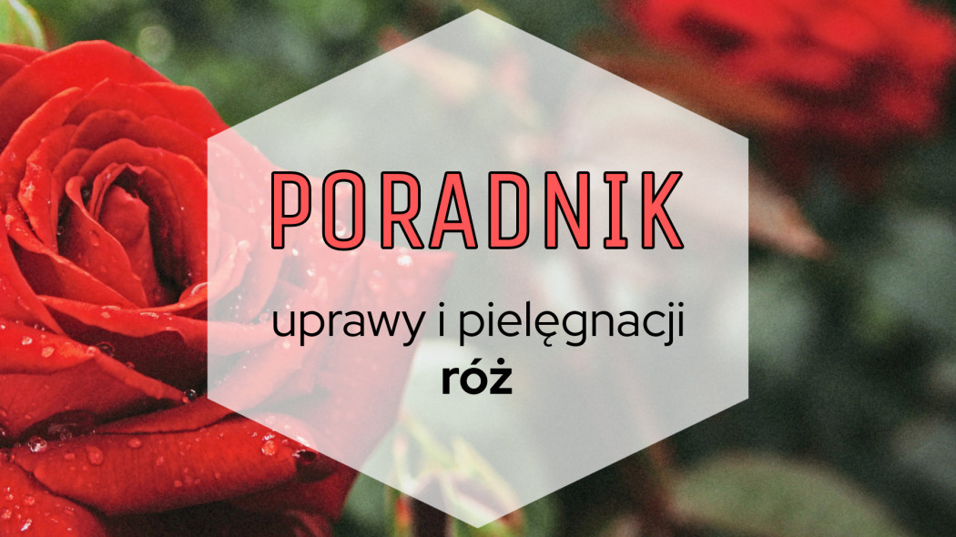 Poradnik uprawy i pielęgnacji róż, fot. Pixabay