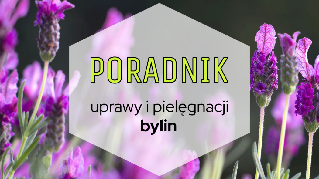 Poradnik uprawy i pielęgnacji bylin, fot. Pixabay