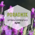 Byliny do ogrodu: poradnik uprawy i pielęgnacji