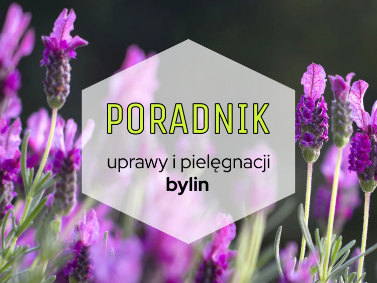 Byliny W Ogrodzie – Wszystko, Co Musisz O Nich Wiedzieć! | Zielony Ogródek