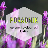 Byliny do ogrodu: poradnik uprawy i pielęgnacji