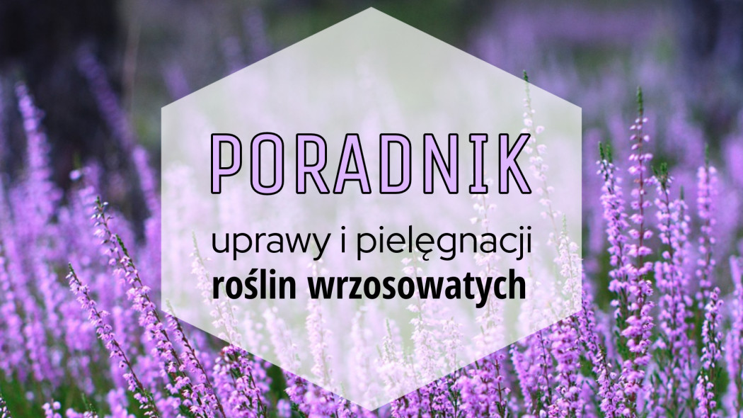 Poradnik uprawy i pielęgnacji roślin wrzosowatych, fot. Pixabay