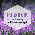 Rośliny wrzosowate do ogrodu: poradnik uprawy i pielęgnacji