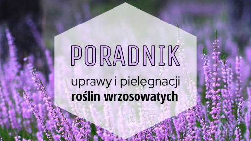 Rośliny wrzosowate do ogrodu: poradnik uprawy i pielęgnacji