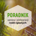 Rośliny iglaste do ogrodu: poradnik uprawy i pielęgnacji