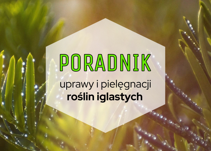 Poradnik uprawy i pielęgnacji roślin iglastych, fot. Pixabay