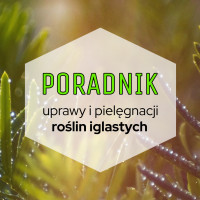 Rośliny iglaste do ogrodu: poradnik uprawy i pielęgnacji