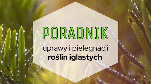 Rośliny iglaste do ogrodu: poradnik uprawy i pielęgnacji