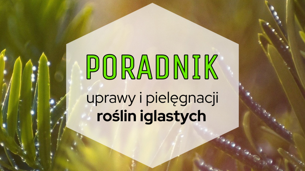 Poradnik uprawy i pielęgnacji roślin iglastych, fot. Pixabay