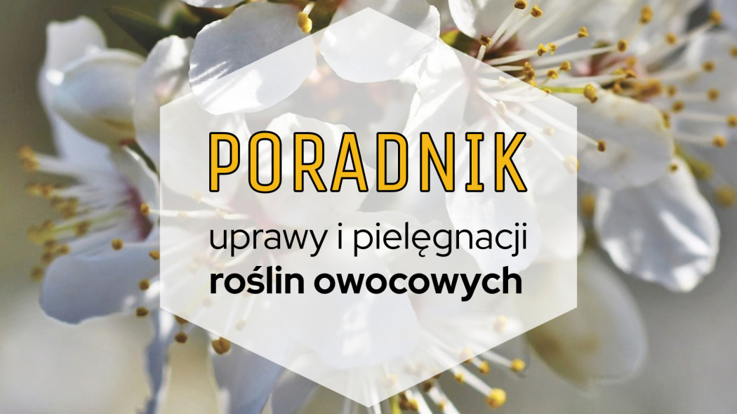 Poradnik uprawy i pielęgnacji roślin owocowych, fot. Pixabay