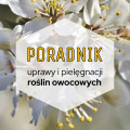 Rośliny owocowe do ogrodu: poradnik uprawy i pielęgnacji