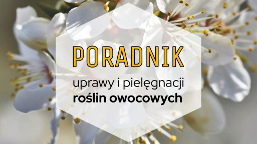 Rośliny owocowe do ogrodu: poradnik uprawy i pielęgnacji