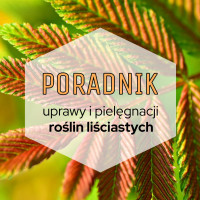 Rośliny liściaste do ogrodu: poradnik uprawy i pielęgnacji