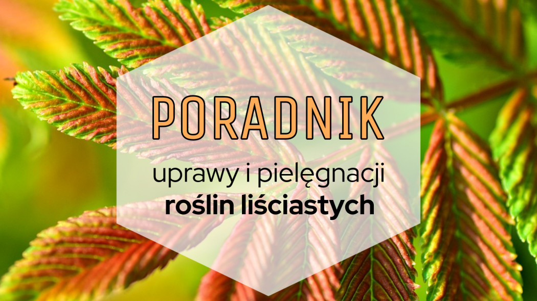 Poradnik uprawy i pielęgnacji roślin liściastych, fot. Pixabay