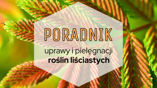 Rośliny liściaste do ogrodu: poradnik uprawy i pielęgnacji