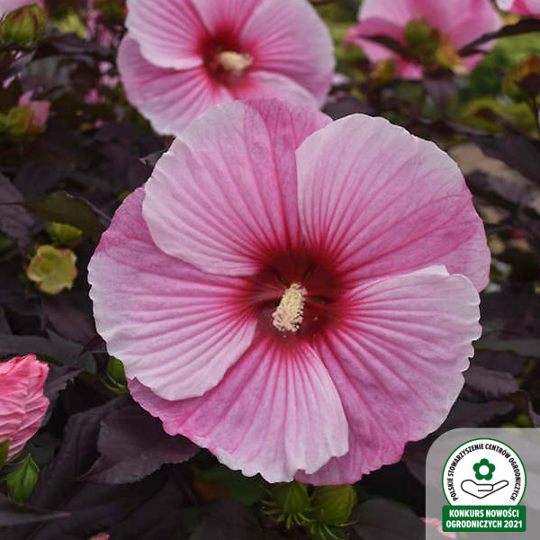 HIBISCUS SUMMERIFIC - polecany produkt ogrodniczy