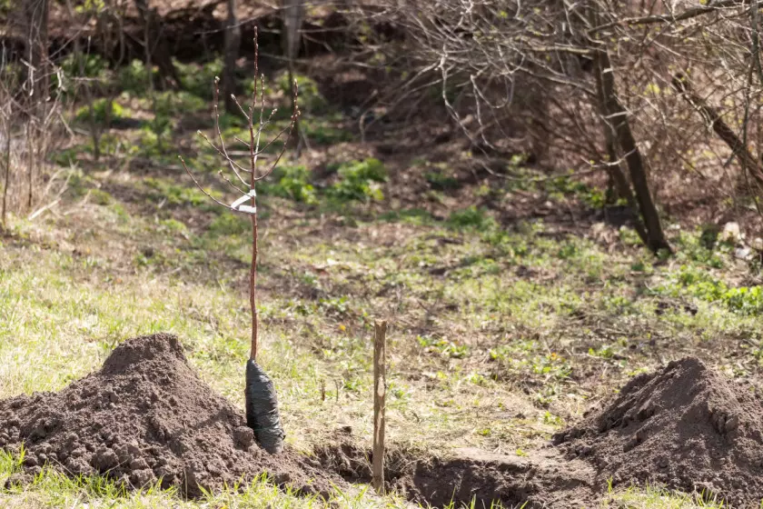 Przygotowany dołek z palikiem dla drzewka owocowego