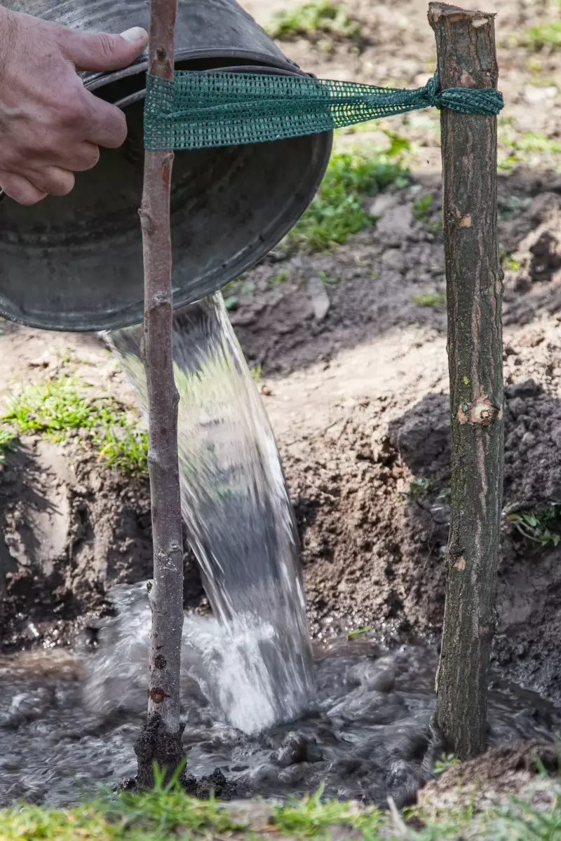 Podlewanie dużą ilością wody w momencie, gdy jeszcze nie ma do końca dosypanej ziemi