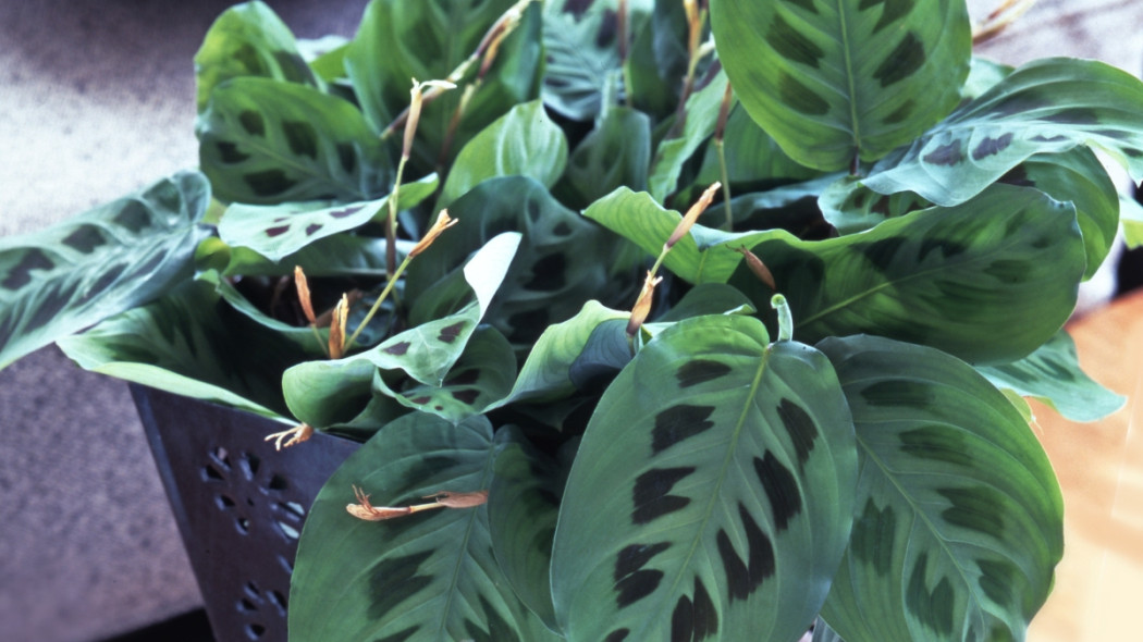 Maranta leuconeura, fot. Flower Council Holland