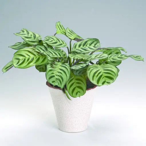 Maranta leuconeura