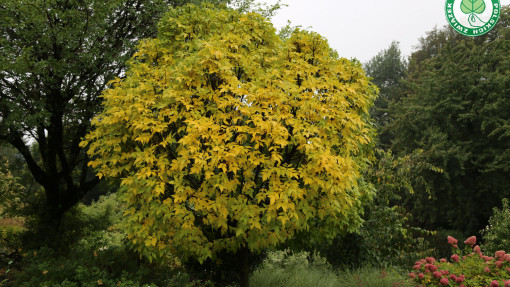 Jesion pensylwański 'Crispa'
