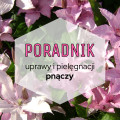 Pnącza do ogrodu: poradnik uprawy i pielęgnacji