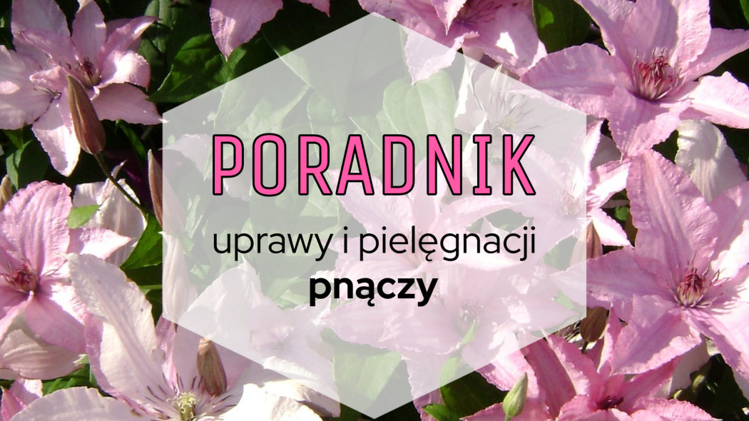 Poradnik uprawy i pielęgnacji pnączy