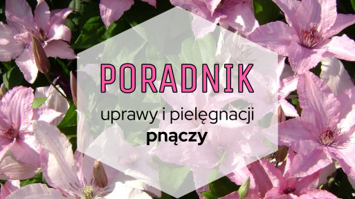 Pnącza do ogrodu: poradnik uprawy i pielęgnacji