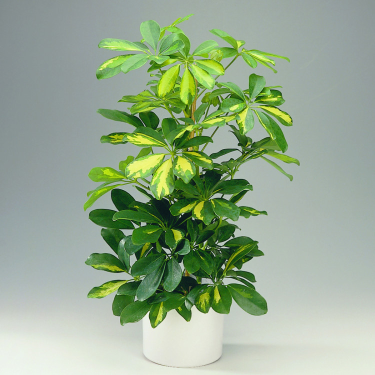 Szeflera Drzewkowata Opis Wygl d Wymagania Uprawa I Piel gnacja