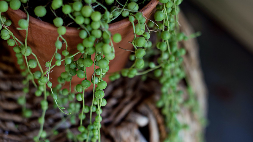 Starzec Rowley, fot. Jennifer Burk - Unsplash