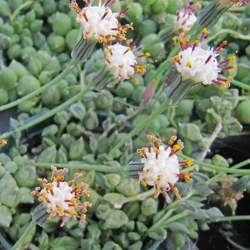 Starzec Rowleya