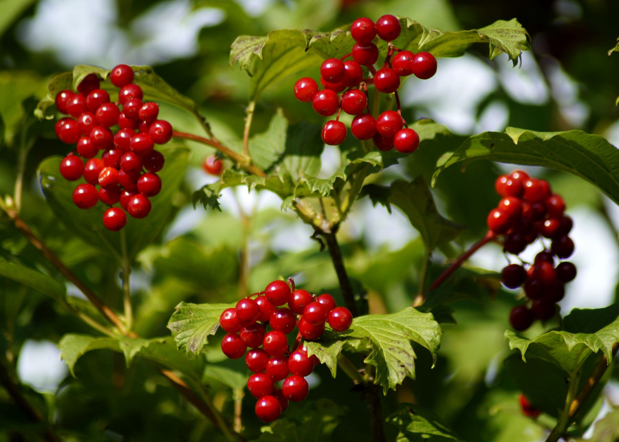 10 krzewów wytwarzających ozdobne owoce, fot. Marzena P. - Pixabay