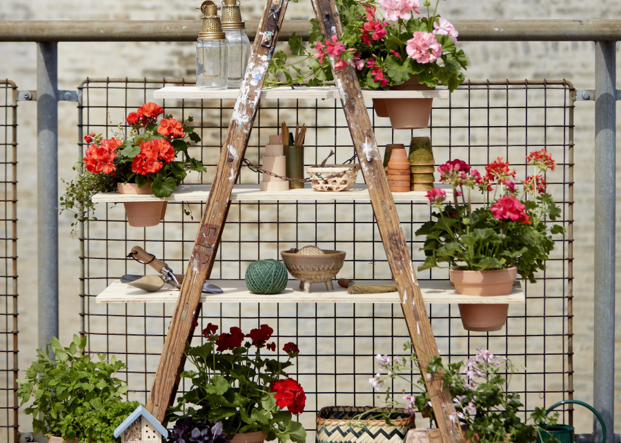 Drabinka na doniczki z pelargoniami DIY fot. Pelargonium for Europe, kampania EU Europe in Bloom