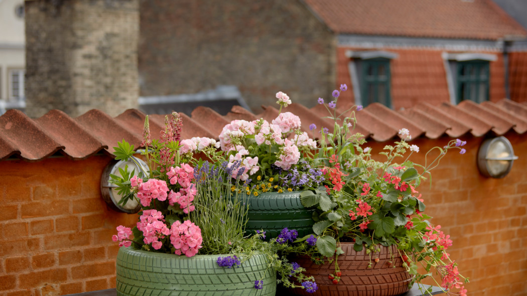 kwietnik ze starych opon fot. Pelargonium for Europe, kampania EU Europe in Bloom