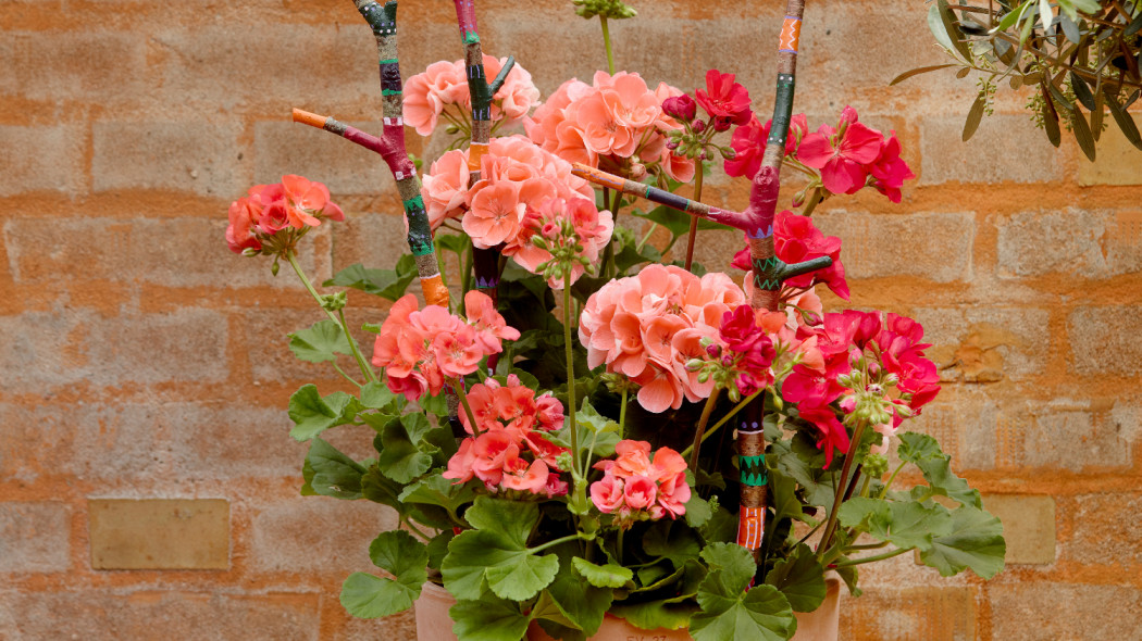 Pelargonie z malowanymi gałązkami fot. Pelargonium for Europe