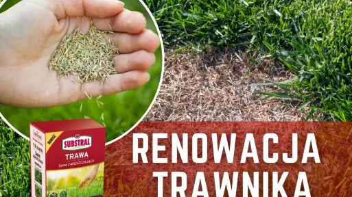Jaką trawę wybrać do renowacji trawnika?