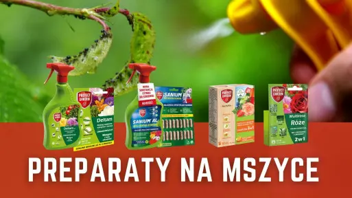 Skuteczne sposoby na zwalczanie szkodników
