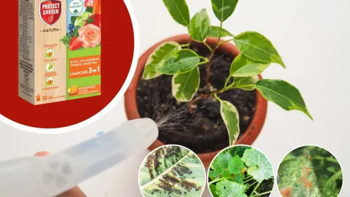 Zwalczanie chorób i szkodników jednocześnie? Naturalnie, że TAK!