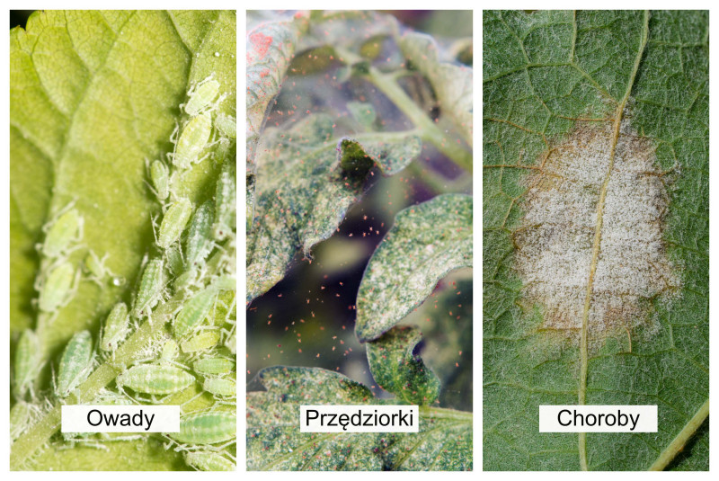 Owady przędziorki choroby - objawy na roślinach