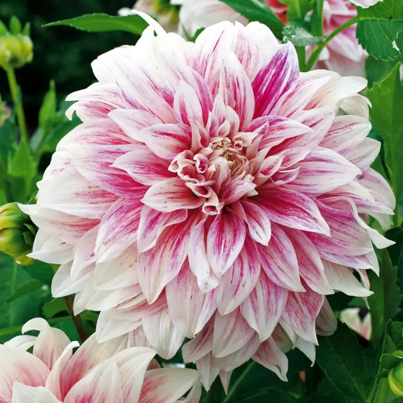 Dahlia Ice Cube