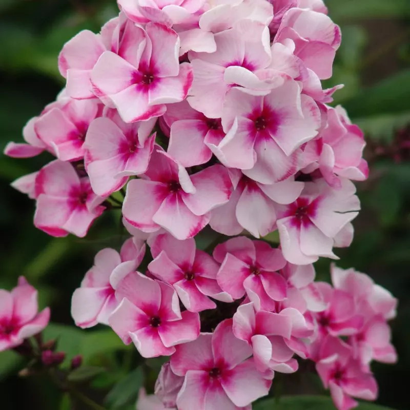 Phlox Neon Flare