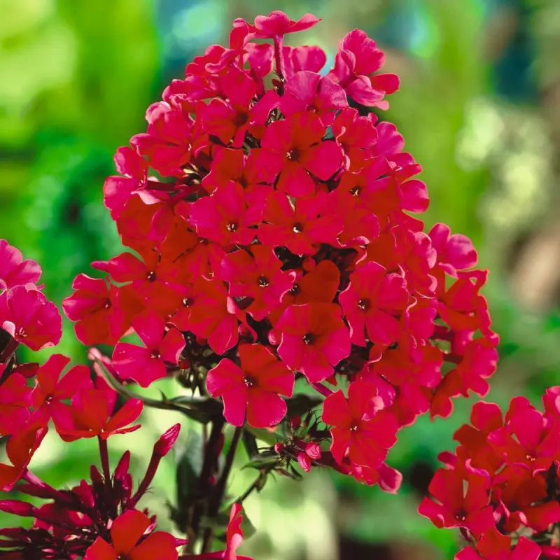 Phlox Starfire