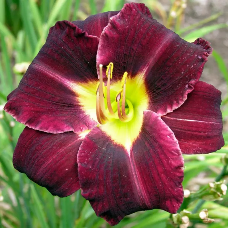 Liliowiec Super Purple