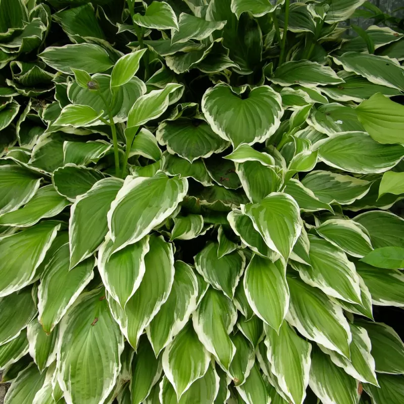 Hosta Green Gold