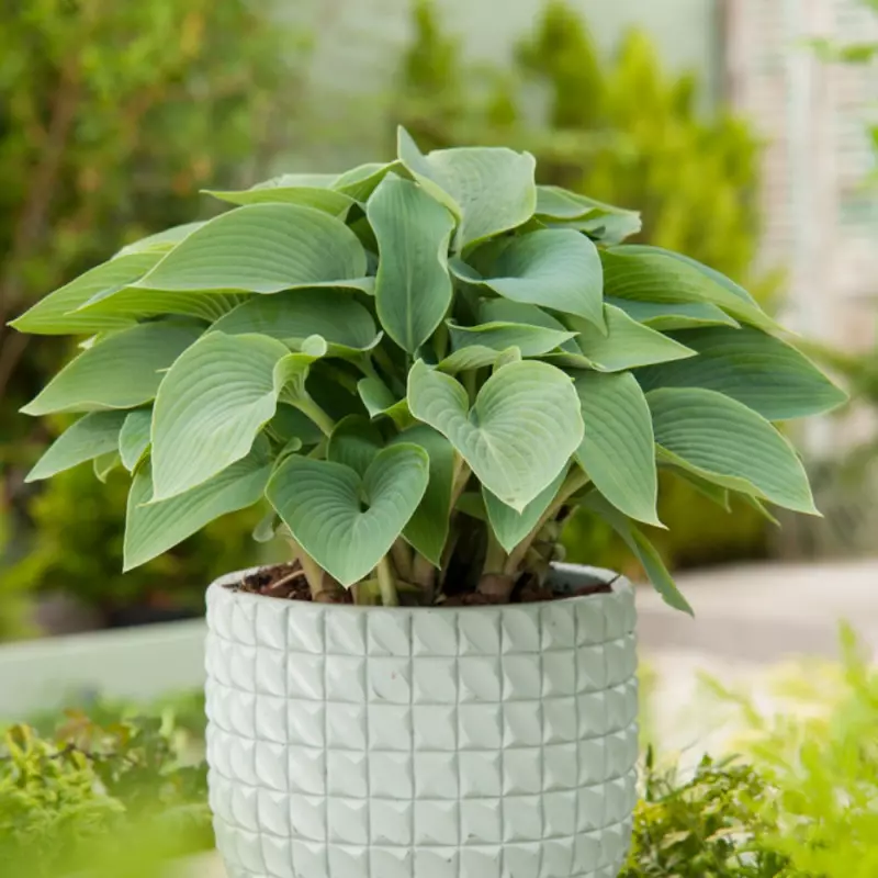 Hosta Halcyon