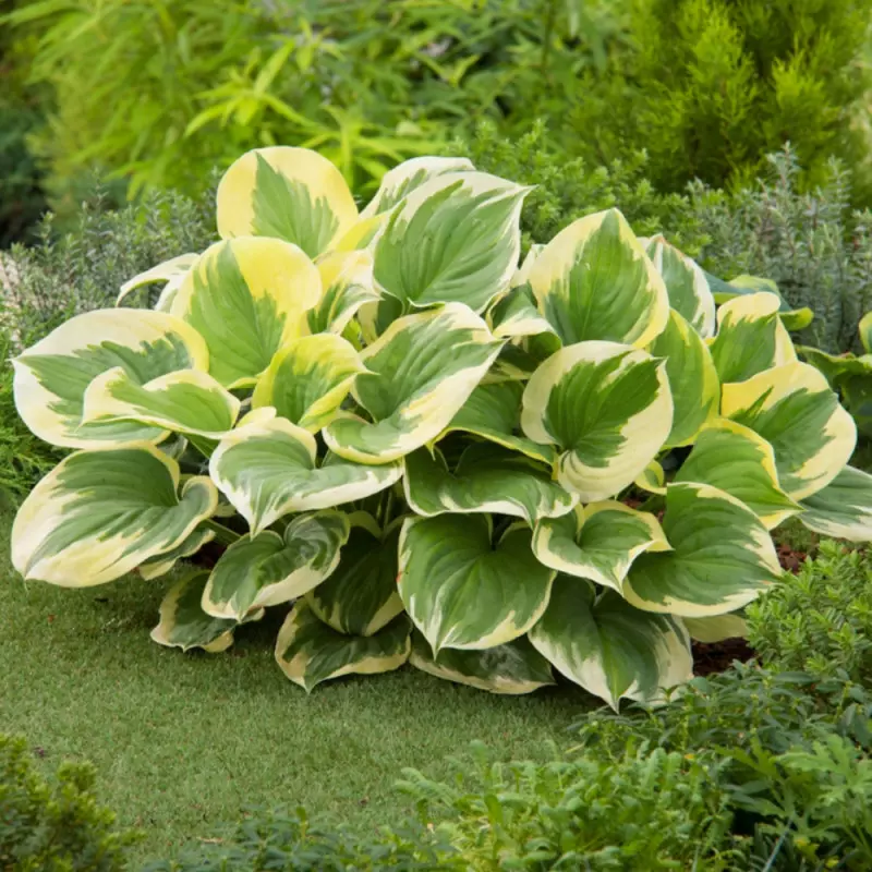 Hosta Mama Mia